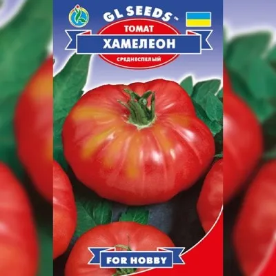 Томат Хамелеон фото