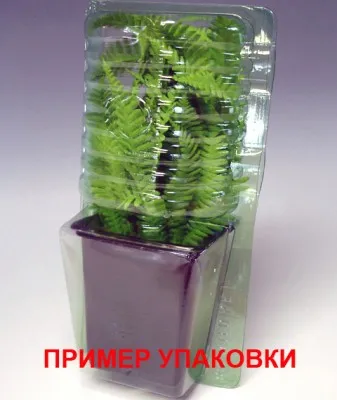 Астра Magic Purple фото