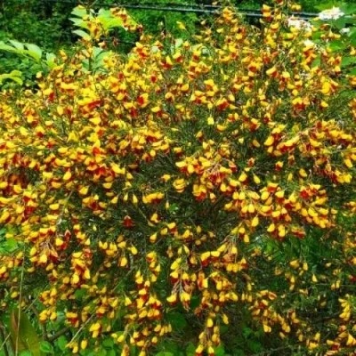 Ракитник Andreanus фото