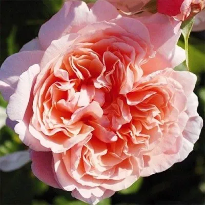 Роза Rose de Tolbiac фото