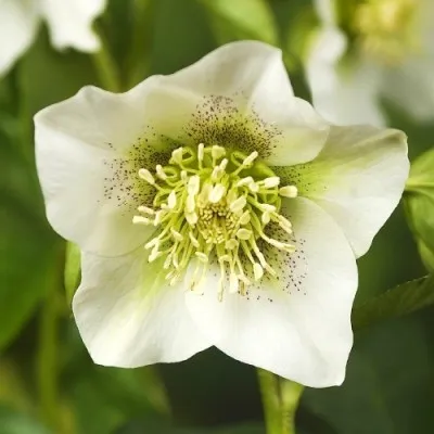 Морозник Pretty Ellen White фото