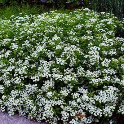 Спирея Decumbens фото