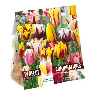 Комбо Тюльпаны Fireworks (Брендовые луковицы KAPITEYN®) фото