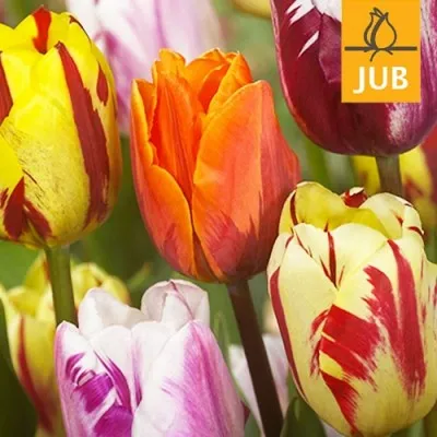 Микс ландшафтный Flaming Beauty Mix (Брендовые луковицы Jub Holland) фото