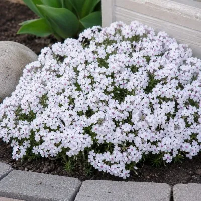 Флокс Amazing Grace фото