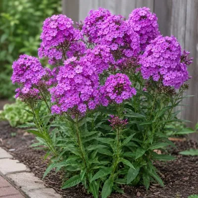 Флокс Amethyst фото