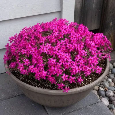 Флокс Atropurpurea фото