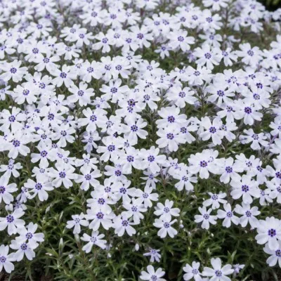 Флокс Bavaria фото