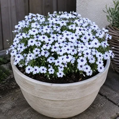 Флокс Bavaria фото