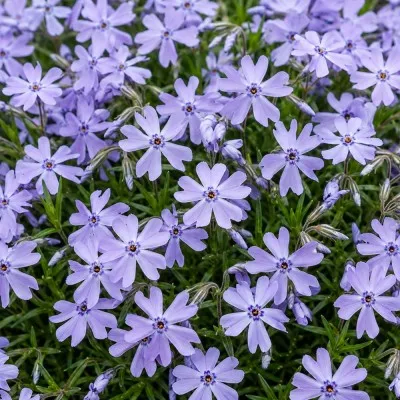 Флокс Emerald Cushion Blue фото