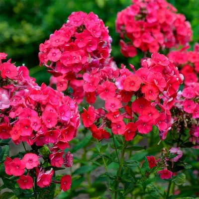 Флокс Grenadine Dream фото