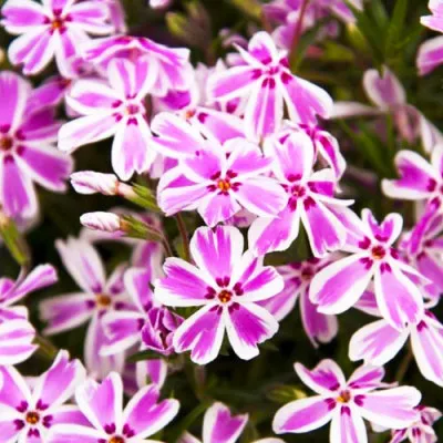 Флокс Kimono Pink-White фото