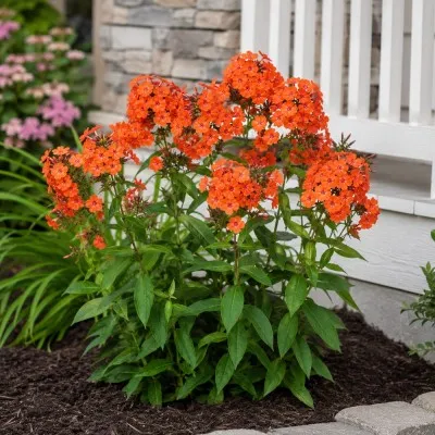 Флокс Orange Perfection фото