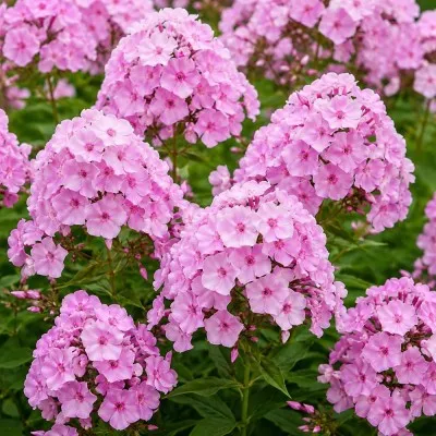 Флокс Pink Hill фото