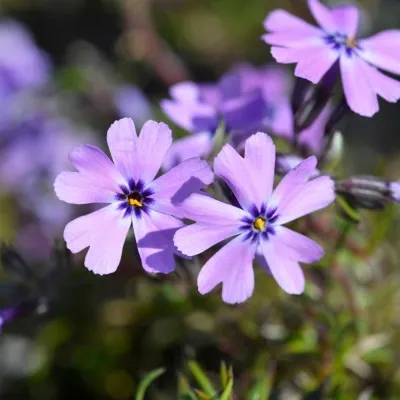Флокс Purple Beauty фото