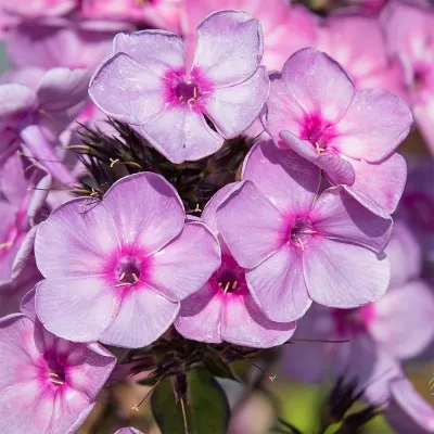 Флокс Rainbow Dancer фото