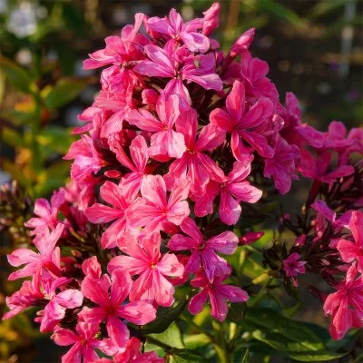 Флокс Cleopatra фото