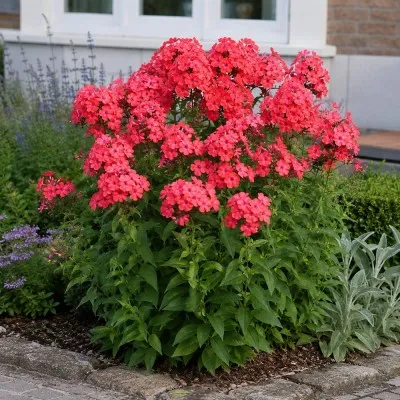 Флокс Starfire фото