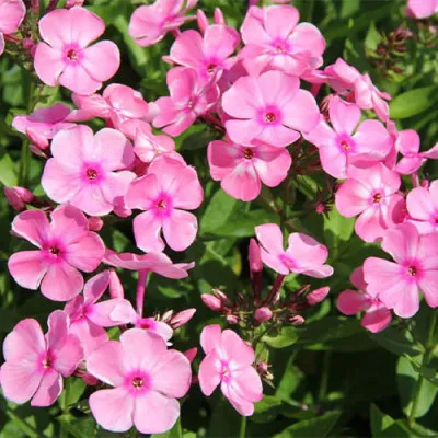 Флокс Sweet Summer Candy фото