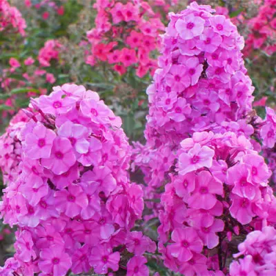 Флокс Sweet Summer Fragance фото