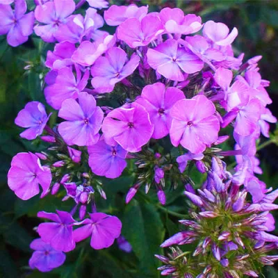 Флокс Sweet Summer Temptation фото