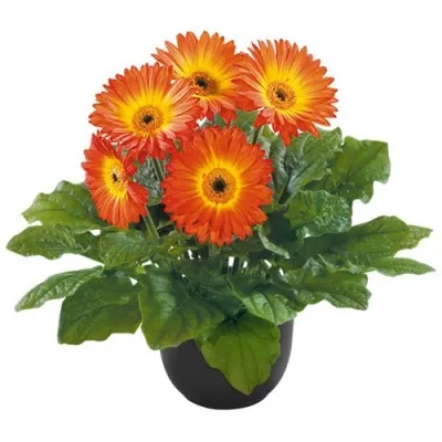 Гербера Midi Fireball фото