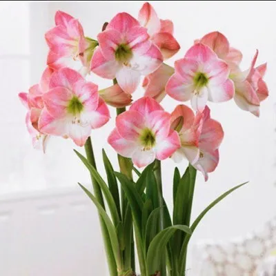 Амариллис Apple Blossom акционный фото