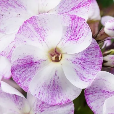 Флокс Freckle Purple Shades фото