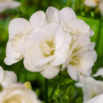 Фрезия Double White фото