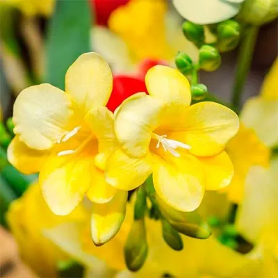 Фрезия Single Yellow (Акционная) фото