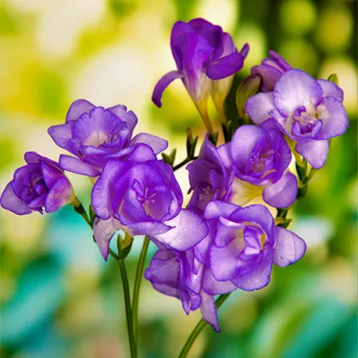 Фрезия Single Purple фото