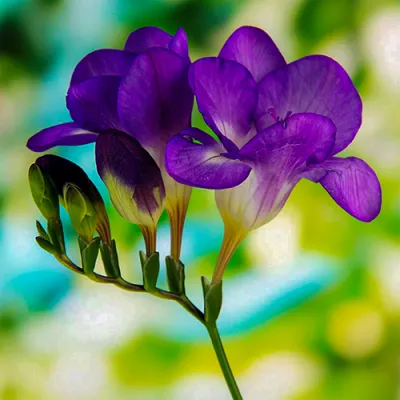 Фрезия Single Purple фото