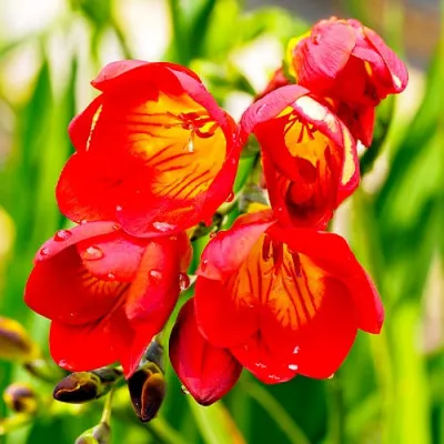 Фрезия Single Red фото