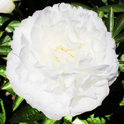 Пион Fringed Ivory фото