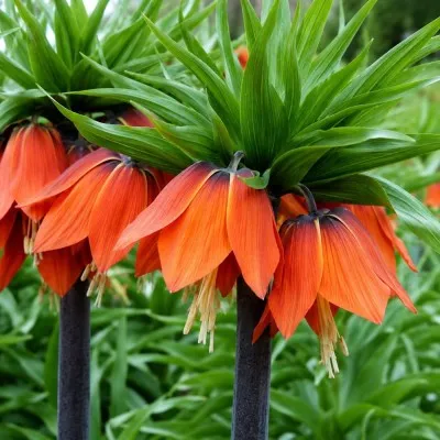Фритиллярия Imperialis Rubra фото