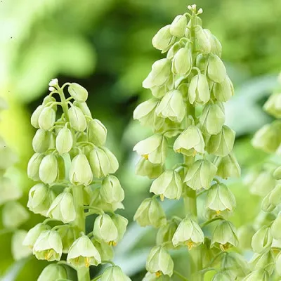 Фритиллярия Persica Ivory Bells фото