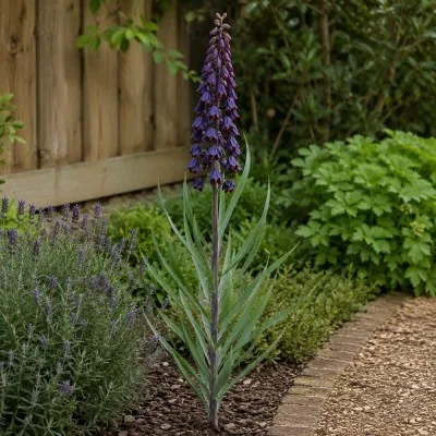Фритиллярия Persica Purple Favorite фото