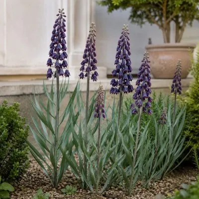 Фритиллярия Persica Purple Favorite фото