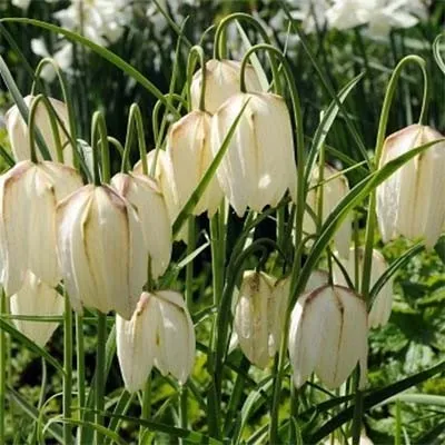 Фритиллярия Meleagris Alba фото