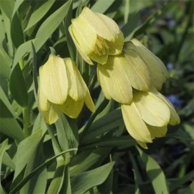 Фритиллярия Pallidiflora фото