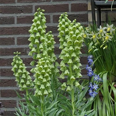 Фритиллярия Persica Alba фото