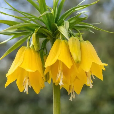 Фритиллярия Imperialis Lutea фото