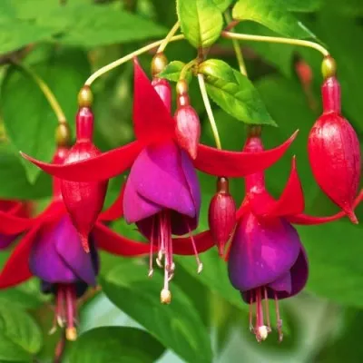 Фуксия Riccartonii фото