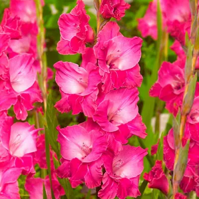 Гладиолус Fairytale Pink (Гигантский цветок) фото