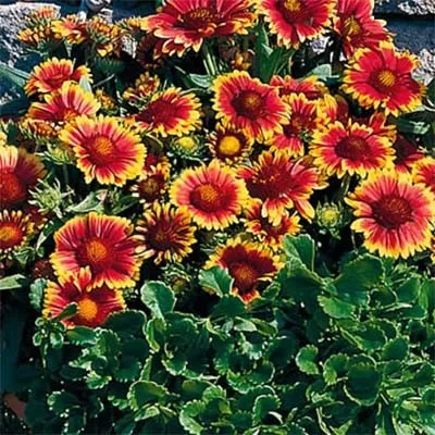 Гайлардия Arizona Sun фото