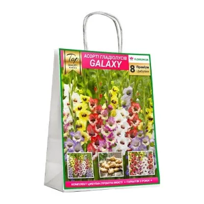 Премиум гладиолусы Galaxy (брендовая упаковка) фото