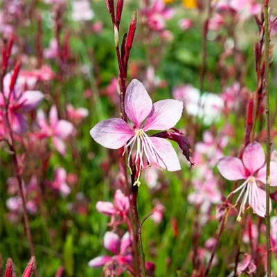 Гаура Cherry  Brandy фото