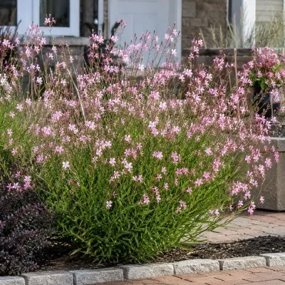 Гаура Siskyou Pink фото