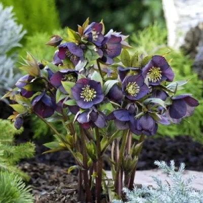 Морозник Purpurascens фото