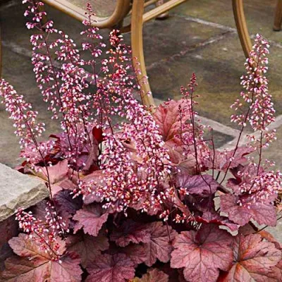Гейхера Beaujolais фото